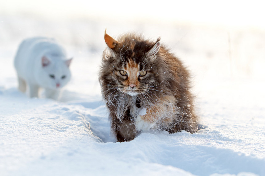 冬天田野里的两只猫图片