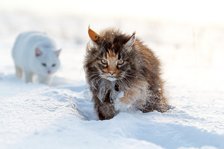 冬天田野里的两只猫图片