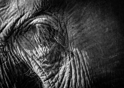 亚洲象眼睛特写图片