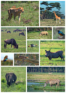 以各种动物图像制作的非洲野图片