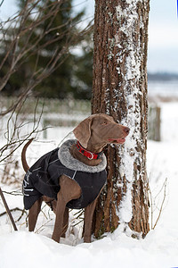 冬天的威玛犬图片