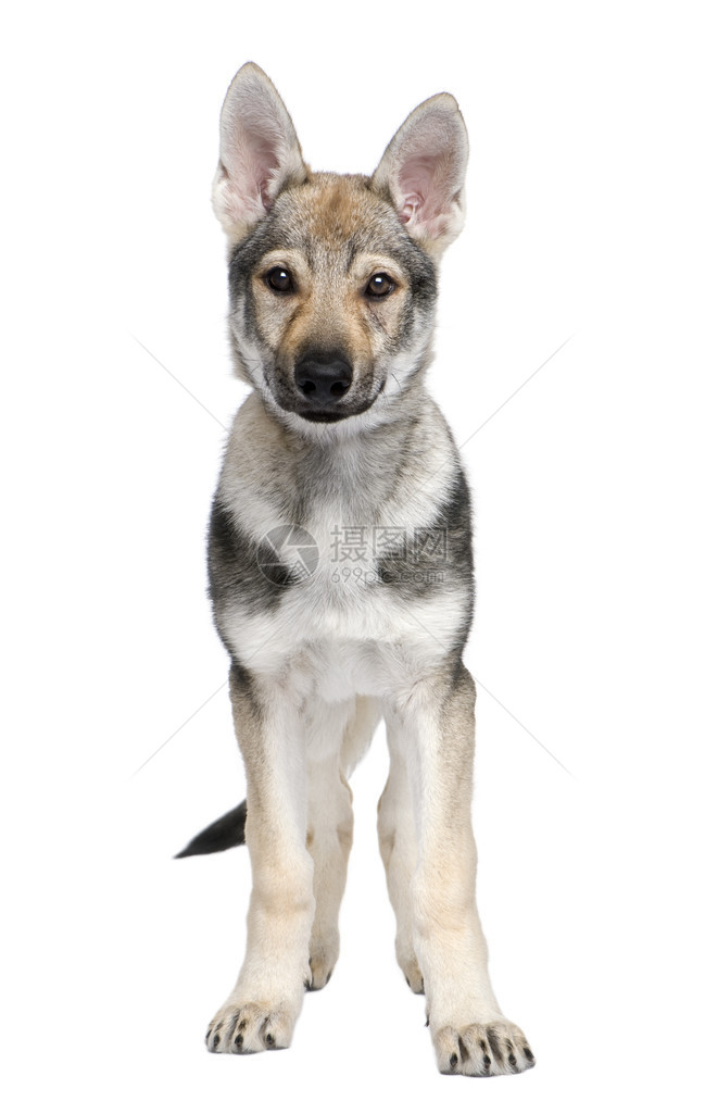 捷克斯洛伐克的沃尔夫多小狗3个月在图片