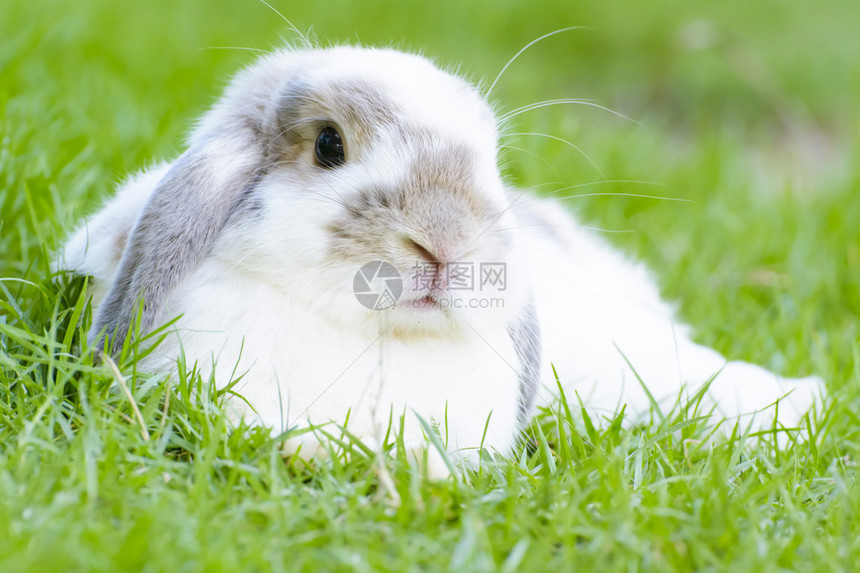 兔子是小哺乳动物兔子图片