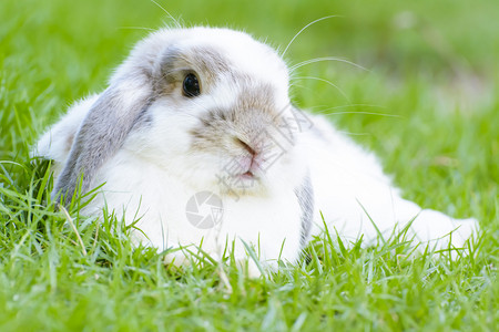兔子是小哺乳动物兔子图片