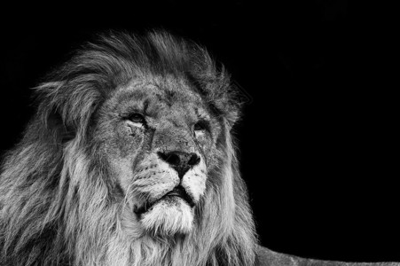 黑白相间的狮子肖像图片