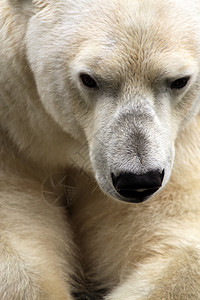 大北极熊肖像图片
