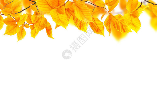 孤立的秋叶背景图片