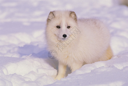北极狐在深雪中穿背景图片