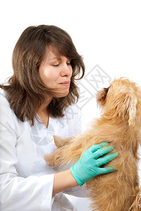 年轻的兽医在诊所检查一只狗图片