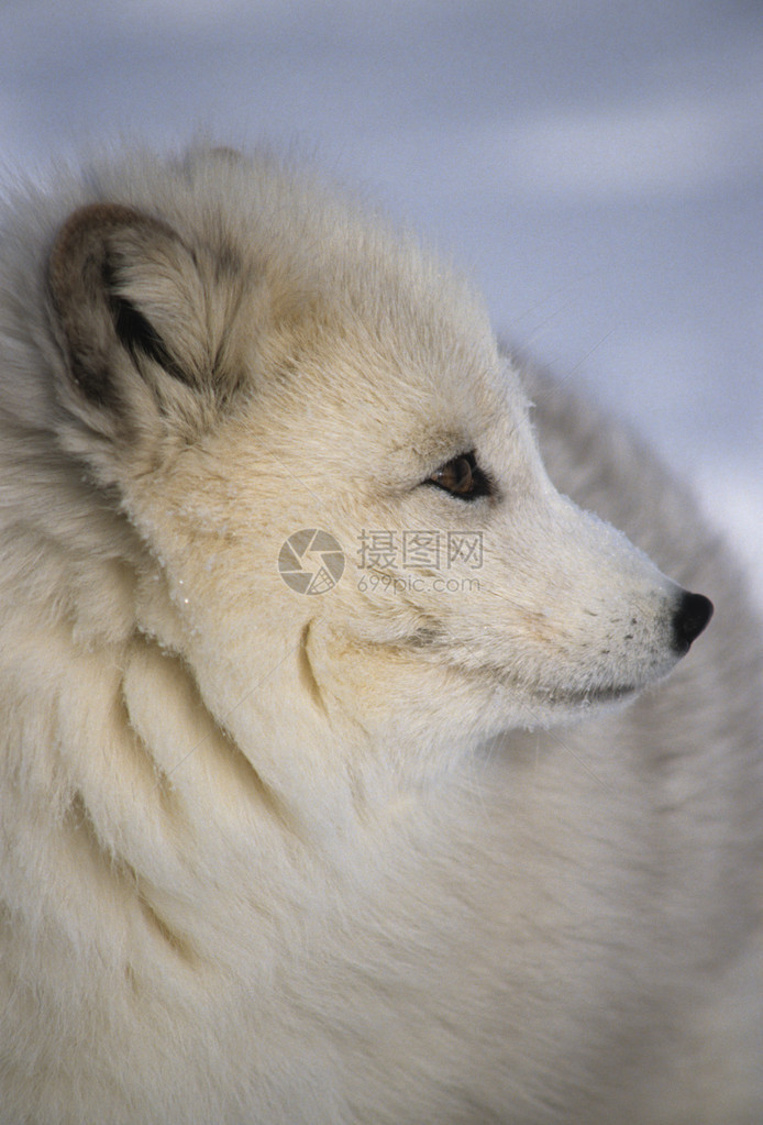 在深雪中一只北极狐的白色冬大衣中的北极图片