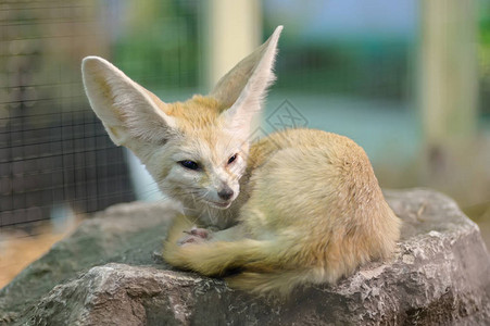 大耳朵的白耳廓狐或沙漠狐狸图片