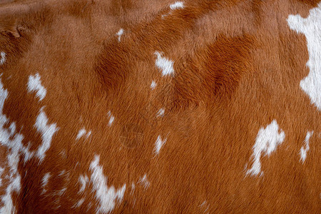 棕色带有白色的牛皮斑点图片