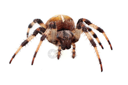 白色背景上的蜘蛛阿兰乌斯Diad高清图片
