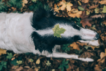 头上有叶子的狗图片