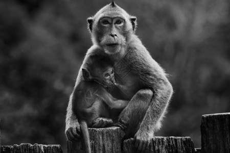 野生猴子和孩子的黑白摄影图片