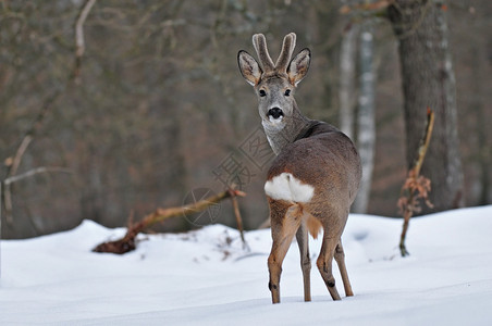 冬天的鹿图片