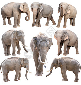 白色背景上孤立的雌和雄亚洲象图片