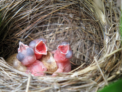 三只小白鹡鸰在巢中孵化图片