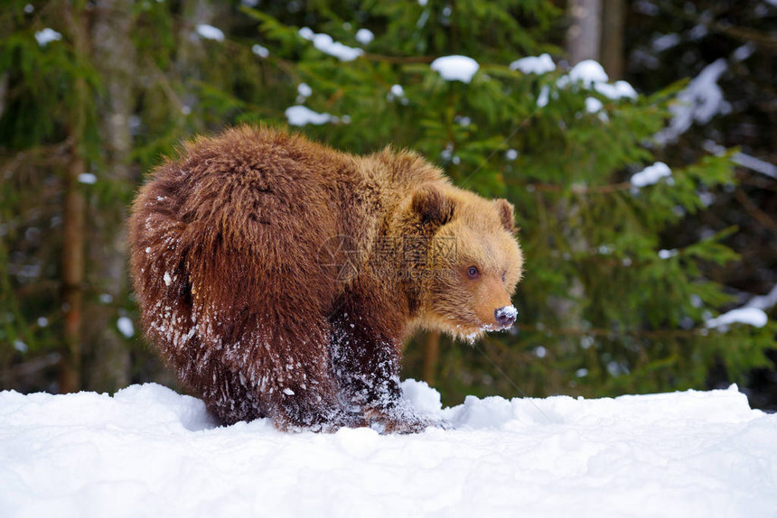 冬季森林雪地上可爱的小棕熊图片