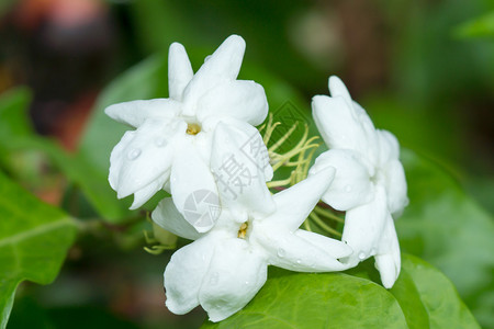 茉莉花图片