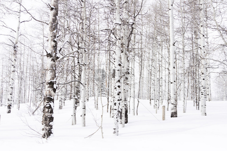 白杨森林覆盖着新鲜的雪图片