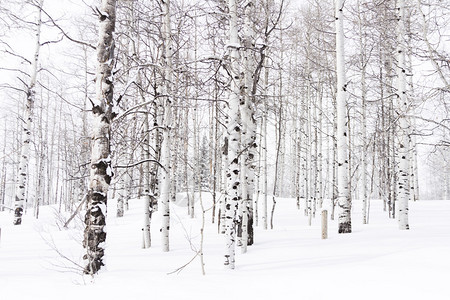 白杨森林覆盖着新鲜的雪背景图片