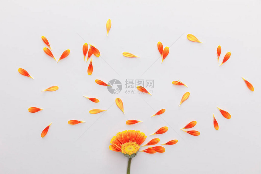 白色背景花瓣的橙色非洲菊花的顶视图图片