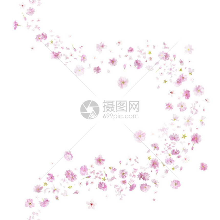 两朵不同的樱花摄影棚垂直重复和隔离在绝对白色上的两片相照图片