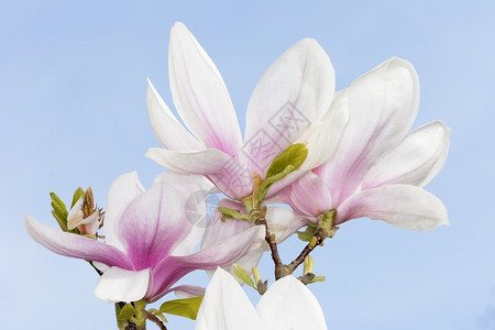 玉兰树的新鲜花朵图片