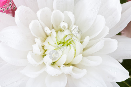 带雨滴的白菊花特写图片