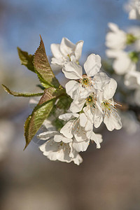 春花樱桃白花贴近有选择的焦点和浅图片
