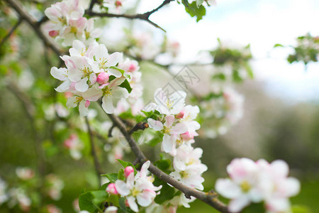在自然背景的开花的苹果树枝图片