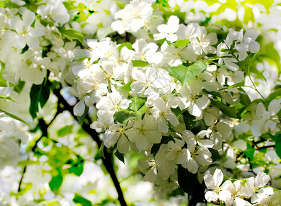 盛开的苹果树水平照片背景图片