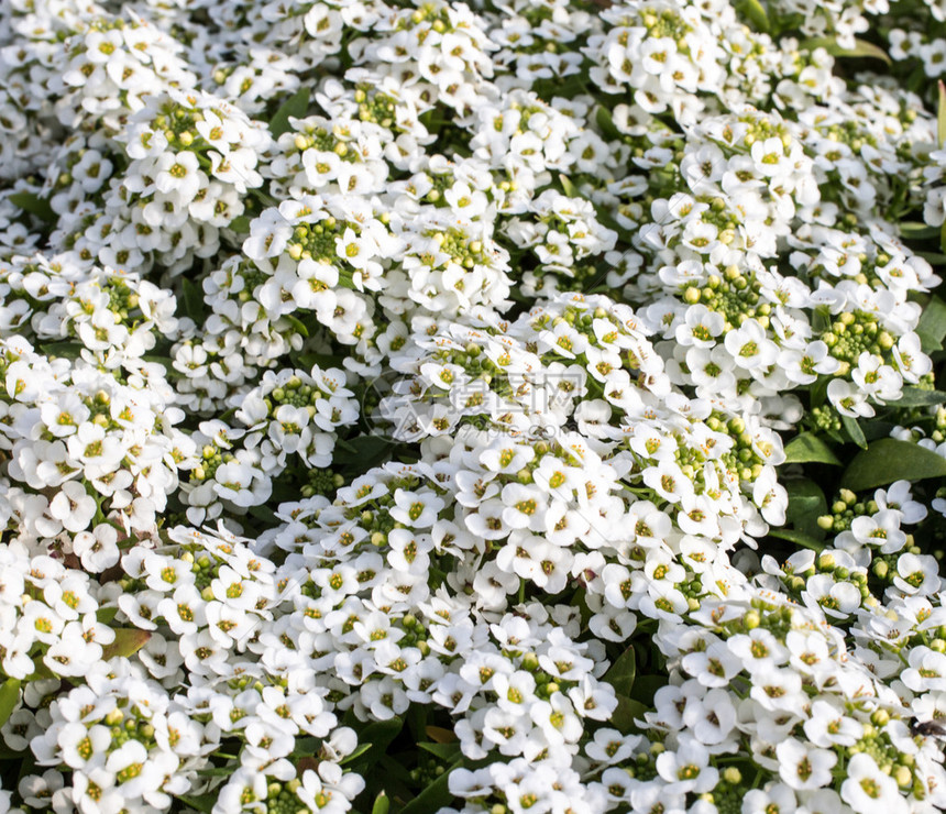 洛布利亚花朵的白花图片