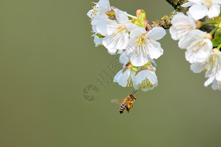蜜蜂在春天从白花中收图片