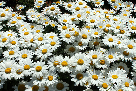 作为花卉背景的白色雏菊图片