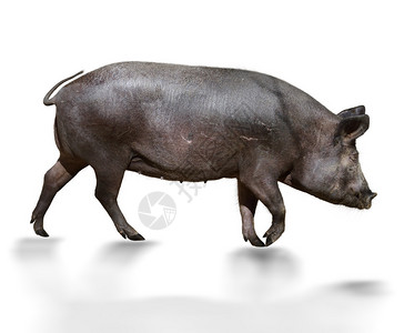 白色背景上的深棕色猪背景图片