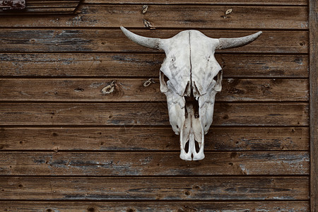 老式木制背景上的公牛头骨背景图片