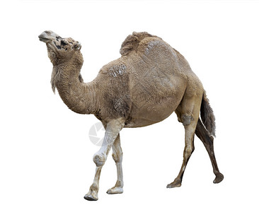 白色背景上的单驼峰骆驼背景图片
