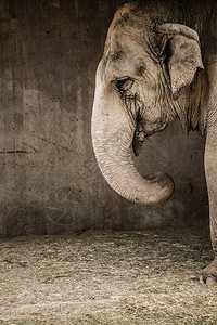 动物园中的老大象人类发展图片