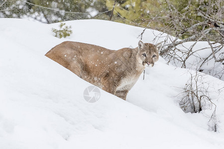 一只山狮在白雪皑的森林栖息地寻找猎物图片