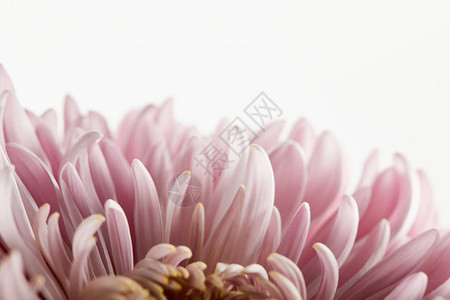 近距离观察白色上孤立的粉红色菊花图片