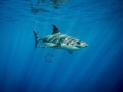 在蓝色太平洋中大白鲨在照射下游泳位于墨西哥瓜达卢佩岛背景图片
