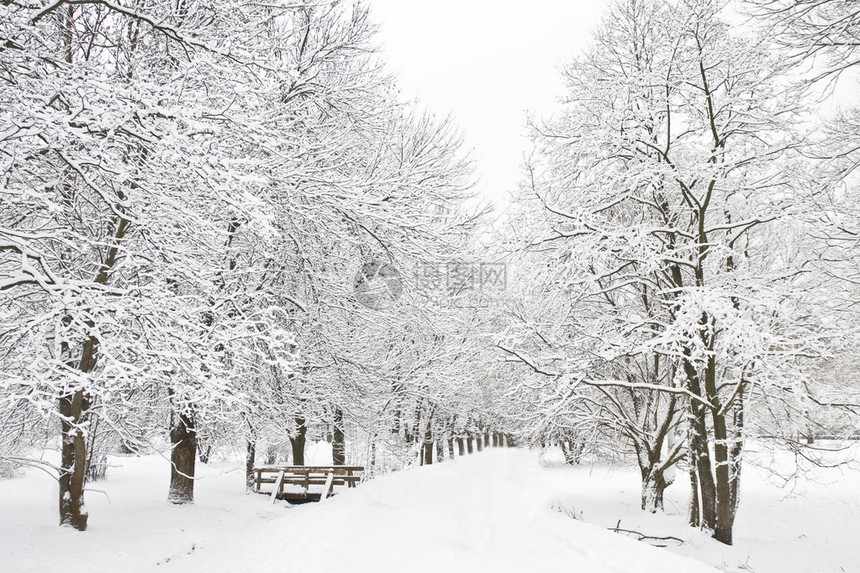 冬季风景森林的巷子树上布图片