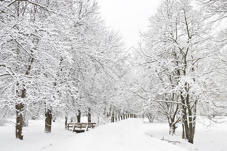 冬季风景森林的巷子树上布背景图片