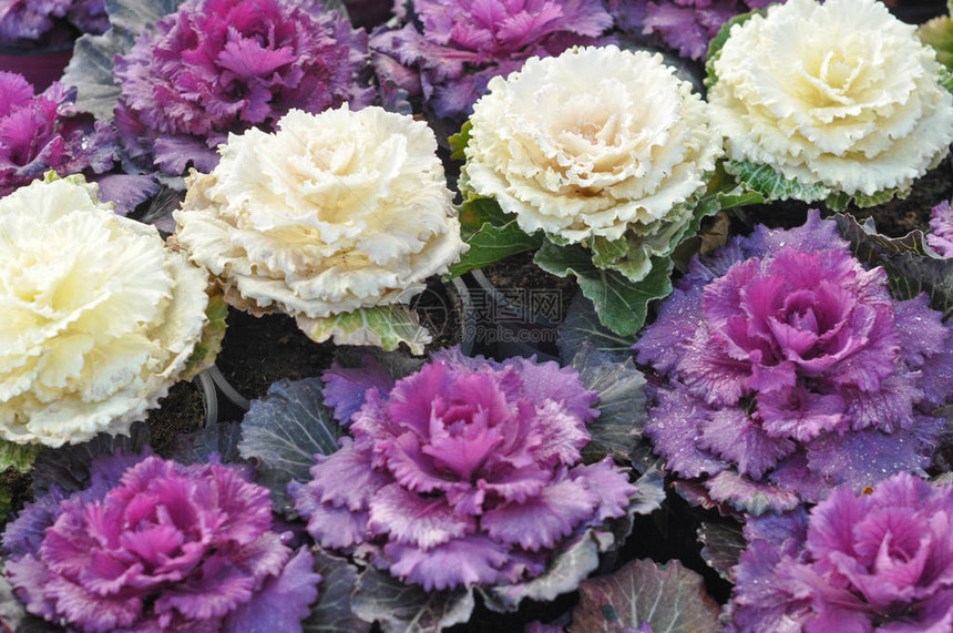 紫色和白色装饰卷心菜Brassicaolet图片