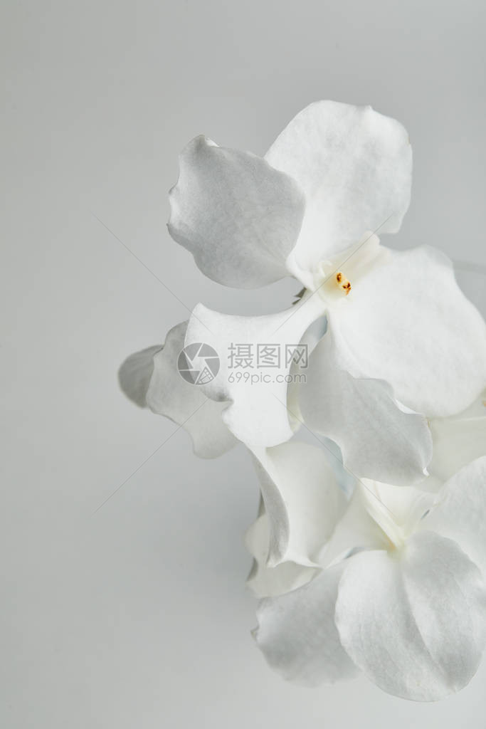 白色兰花的近视白兰图片