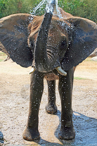一只大象在水里玩耍然后把水图片