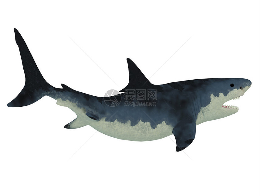 巨型鲨鱼非常像我们的大白鲨但长着剃刀尖牙的图片