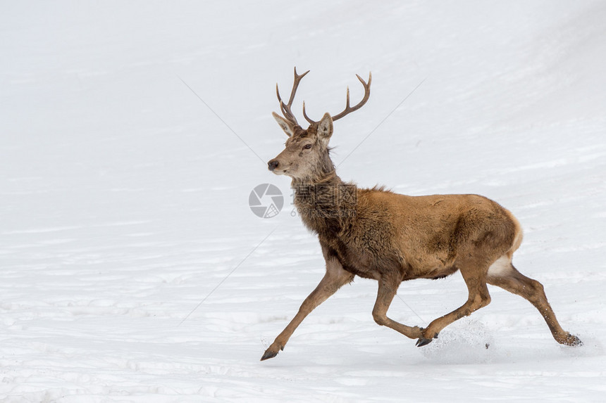 在雪地背景上奔跑的雄鹿图片
